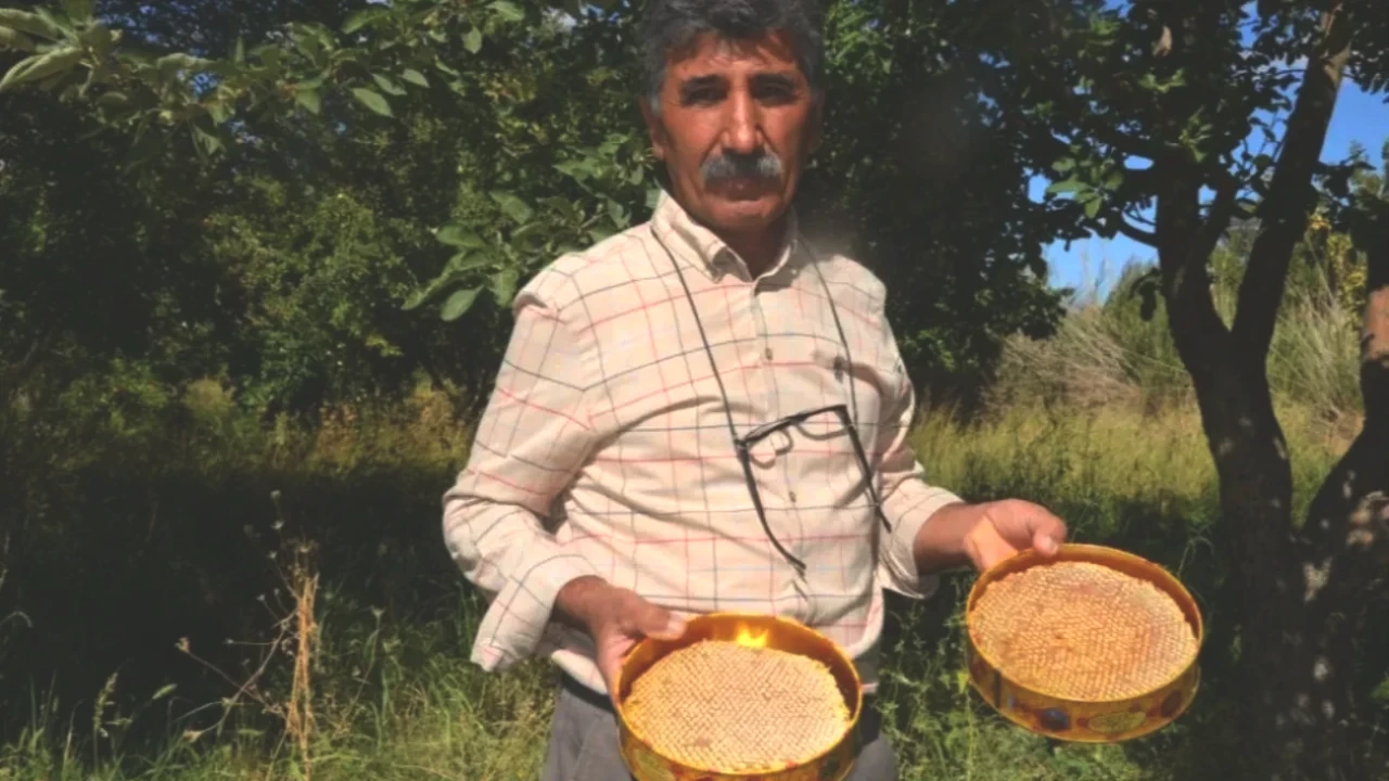 Kilosu 750 TL'den Satışta! Hasadı Başlayan Şifalı Bitkinin Faydaları